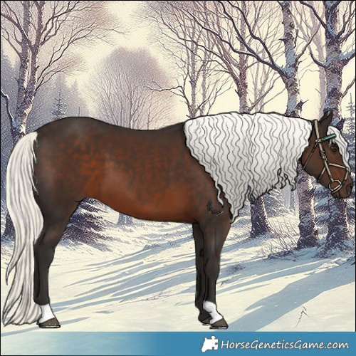Horse Color:Liver Chestnut Mushroom 