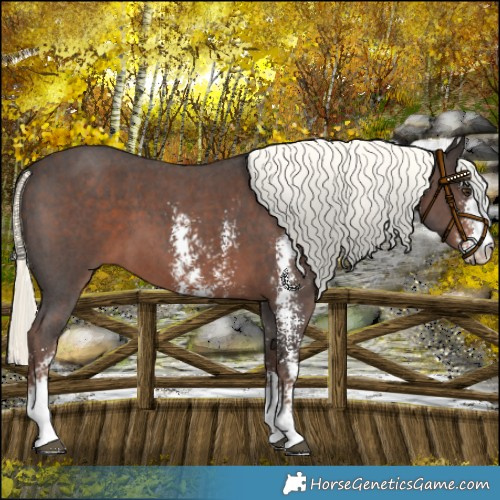 Horse Color:Liver Chestnut Mushroom Sabino 