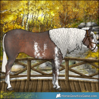 Horse Color:Liver Chestnut Mushroom Sabino