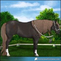 Horse Color:Liver Chestnut 