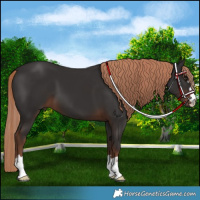 Horse Color:Liver Chestnut 