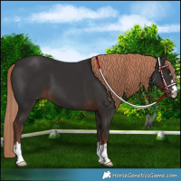 Horse Color:Liver Chestnut 