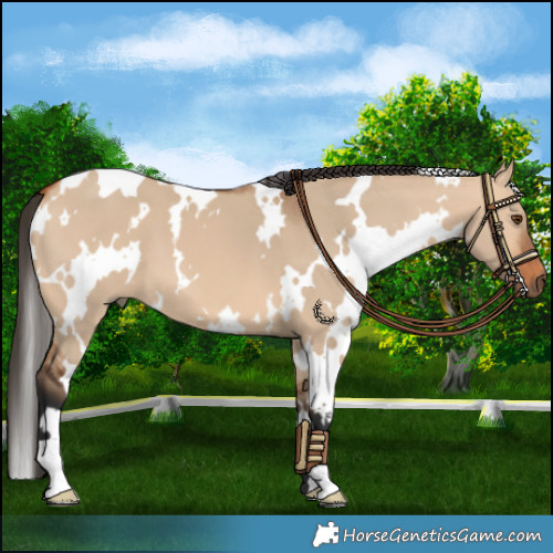Horse Color:White Spotted Bay Dun 