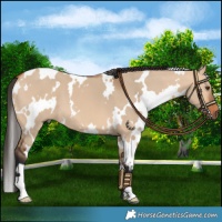 Horse Color:White Spotted Bay Dun