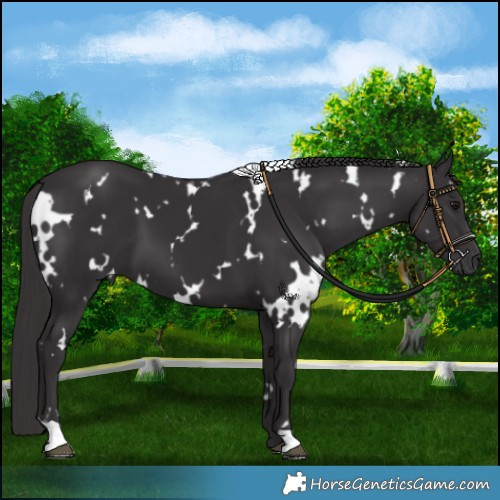 Horse Color:White Spotted Smoky Black 