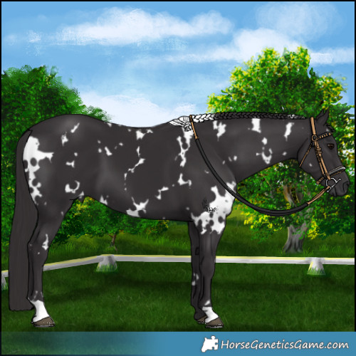 Horse Color:White Spotted Smoky Black 