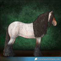 Horse Color:Bay Roan Appaloosa 
