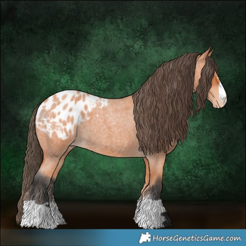 Horse Color:Bay Roan Appaloosa 