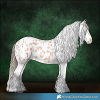 Horse Color:Bay Roan Appaloosa 