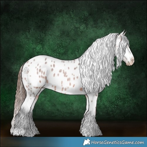 Horse Color:Bay Roan Appaloosa 