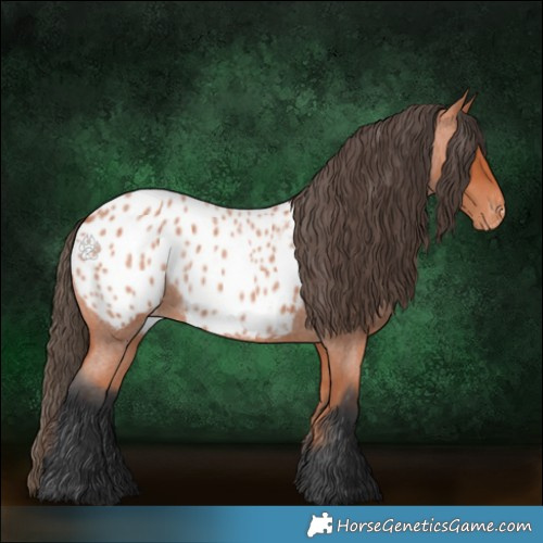 Horse Color:Bay Roan Appaloosa