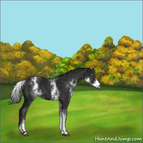 Horse Color:Gray White Spotted Black