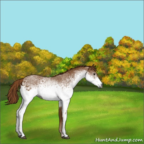 Horse Color:Gray White Spotted Chestnut Rabicano