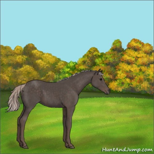 Horse Color:Silver Black Sabino 