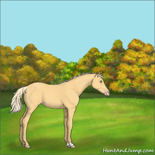 Horse Color:Gold Cream Champagne 