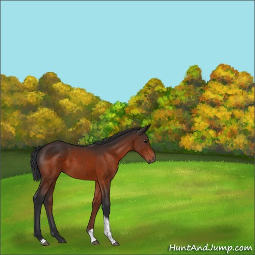 Horse Color:Brown Tobiano 