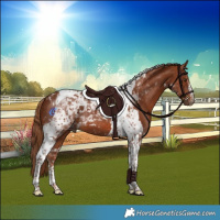 Horse Color:Chestnut Tobiano 