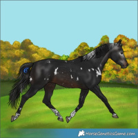 Horse Color:Gray White Spotted Brown Tobiano 