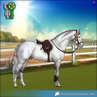 Horse Color:Gray White Spotted Bay Splash