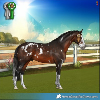 Horse Color:Gray White Spotted Bay Splash 