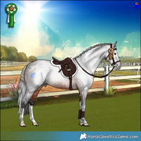 Horse Color:Gray White Spotted Bay Splash 