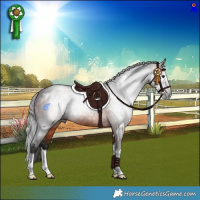 Horse Color:Gray White Spotted Bay Splash 