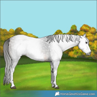 Horse Color:Gray White Spotted Buckskin 
