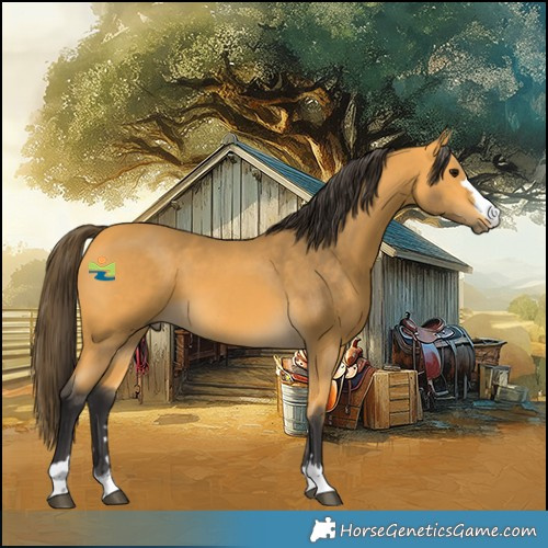 Horse Color:Buckskin 