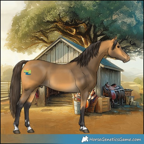 Horse Color:Buckskin 