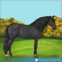 Horse Color:Black 