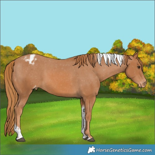Horse Color:Chestnut Tobiano Appaloosa 