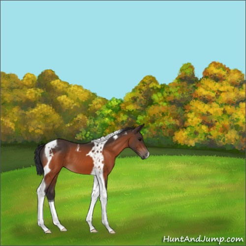 Horse Color:Bay Tobiano 