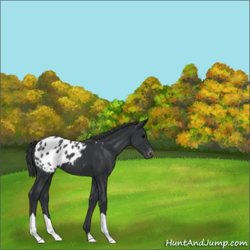 Horse Color:Black Appaloosa 
