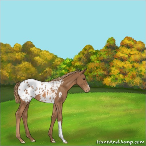 Horse Color:Chestnut Appaloosa 