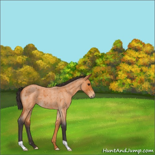 Horse Color:Buckskin Roan 