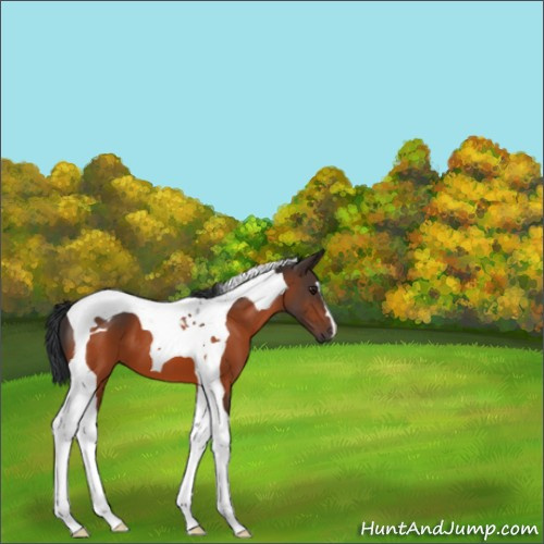 Horse Color:Brown Tobiano 
