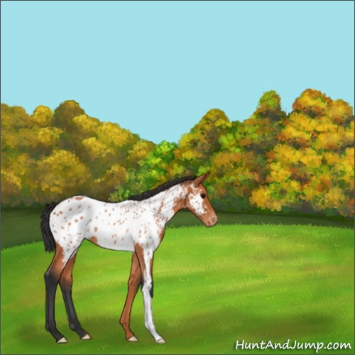 Horse Color:Bay Appaloosa 
