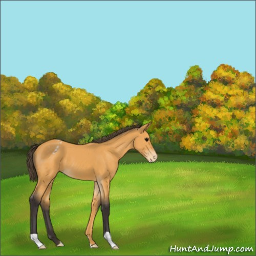 Horse Color:Buckskin Appaloosa 