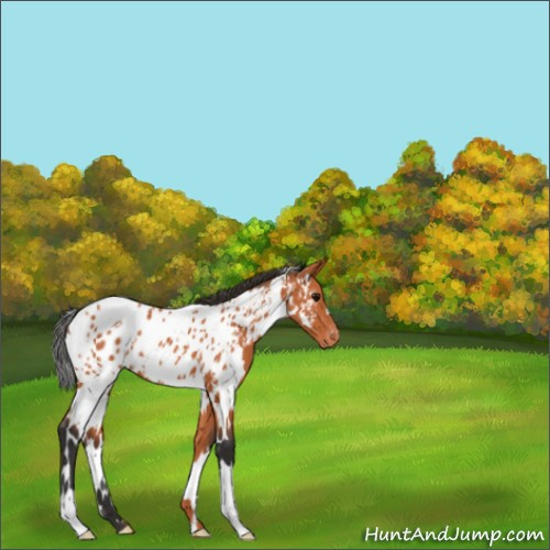 Horse Color:White Spotted Bay Appaloosa 
