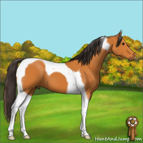 Horse Color:Buckskin Tobiano