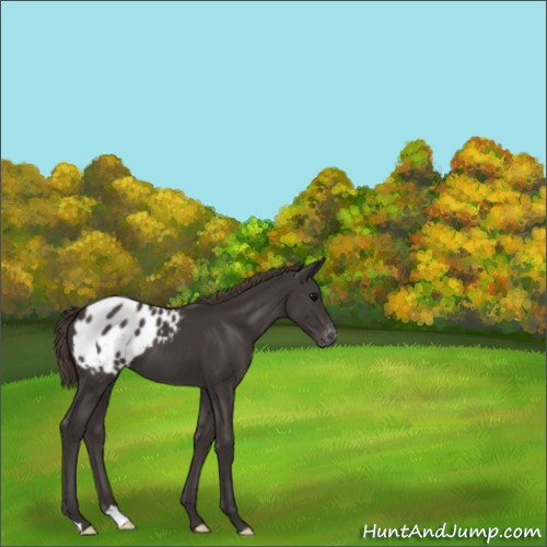 Horse Color:Smoky Black Appaloosa 