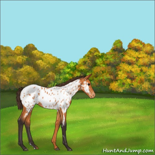 Horse Color:Buckskin Appaloosa 