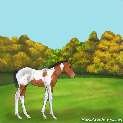 Horse Color:Bay Tobiano Appaloosa 