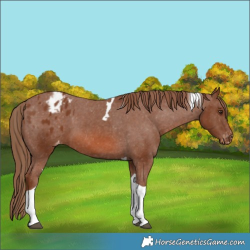 Horse Color:Chestnut Tobiano Appaloosa 