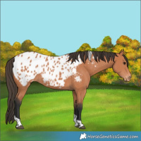 Horse Color:Bay Tobiano Appaloosa 