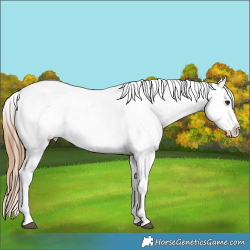 Horse Color:Bay Roan Dun Tobiano Appaloosa 