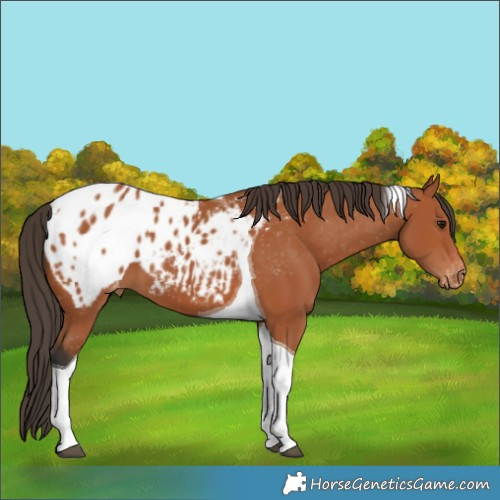Horse Color:Bay Tobiano Appaloosa 