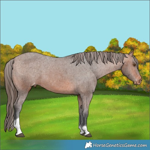 Horse Color:Bay Tobiano Appaloosa 