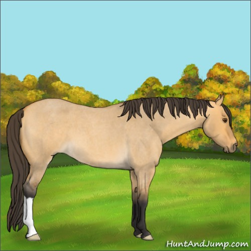Horse Color:Buckskin Roan Dun 