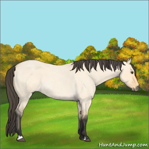 Horse Color:Buckskin Roan Dun